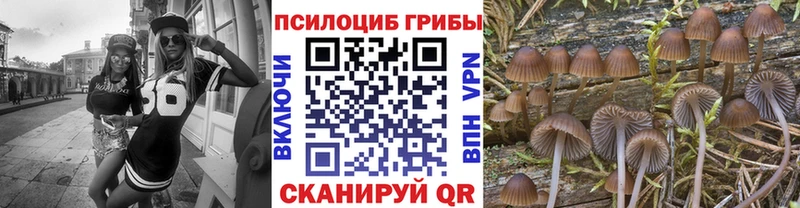 shop как зайти  Балашиха  Псилоцибиновые грибы Magic Shrooms 